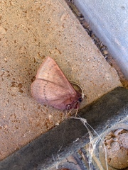 Anthela rubeola
