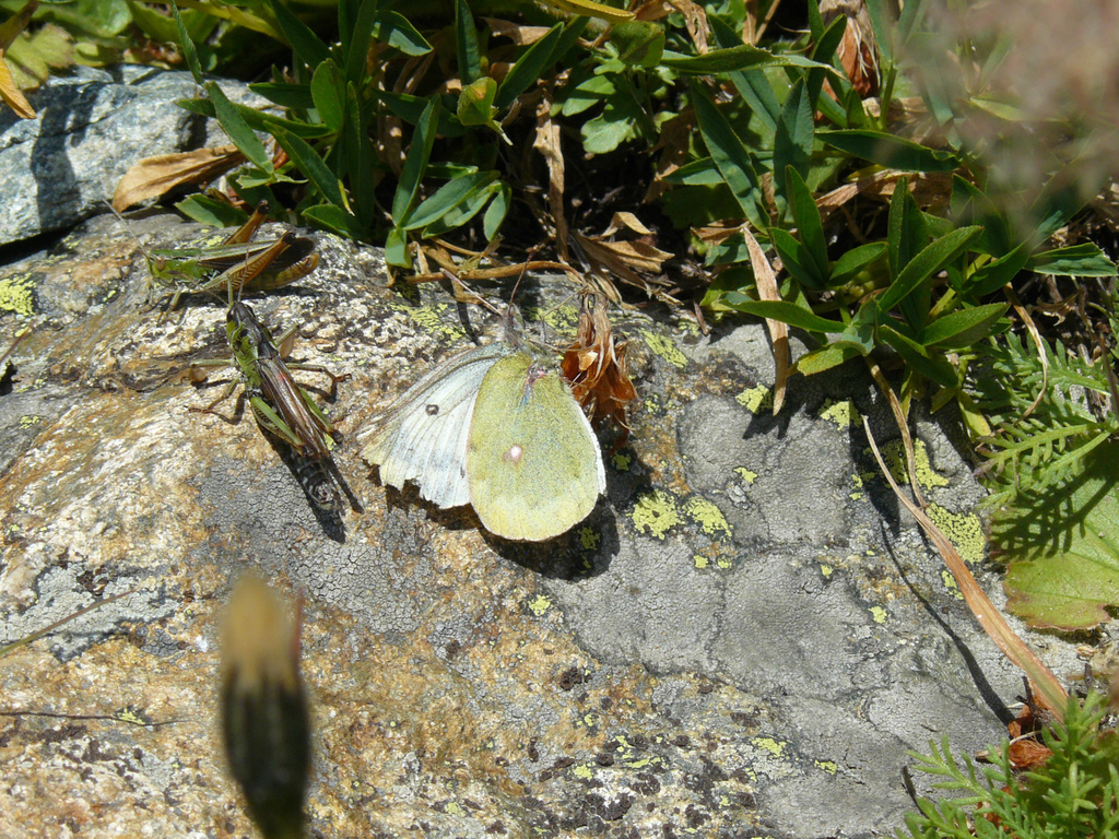 Mountain Clouded Yellow