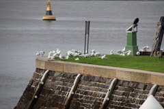 Chroicocephalus novaehollandiae