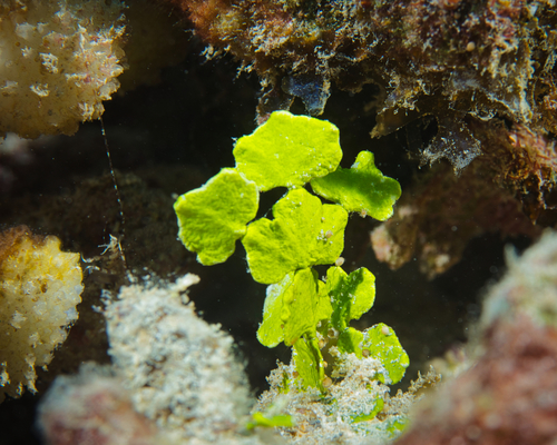 Halimeda opuntia observed 2021-02-20