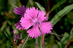 Dianthus seguieri