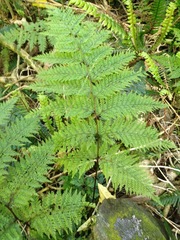 Leptolepia novae-zelandiae