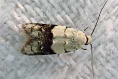 Tracholena sulfurosa