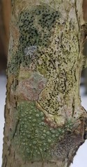 Pertusaria leioplaca