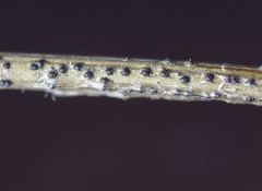 Nodulosphaeria dolioloides