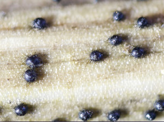 Nodulosphaeria dolioloides