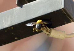 Xylocopa appendiculata appendiculata