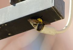 Xylocopa appendiculata appendiculata