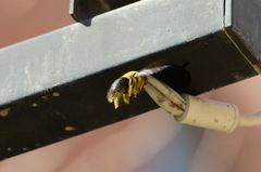 Xylocopa appendiculata appendiculata