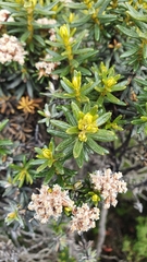Ozothamnus ledifolius