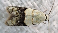 Tracholena sulfurosa