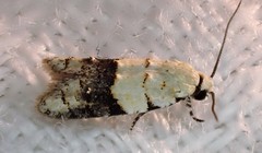 Tracholena sulfurosa