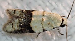 Tracholena sulfurosa