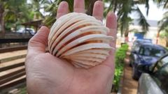 Cardium costatum