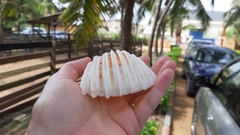 Cardium costatum