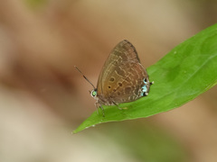 Arhopala aurea