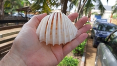 Cardium costatum
