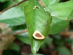Aristolochia acuminata