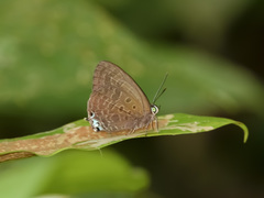Arhopala aurea