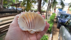 Cardium costatum