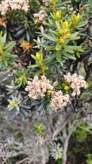 Ozothamnus ledifolius
