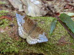 Tanaecia godartii