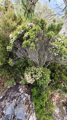 Ozothamnus ledifolius