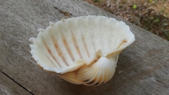 Cardium costatum