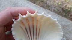 Cardium costatum