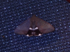 Achaea eusciasta