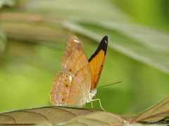 Cirrochroa emalea