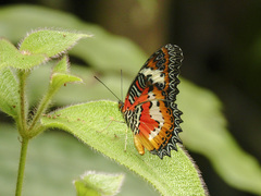 Cethosia hypsea