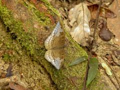 Tanaecia godartii