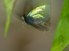 Arhopala aurea