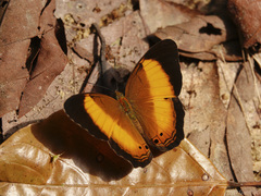 Cirrochroa satellita