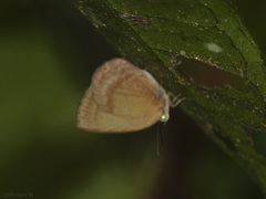 Arhopala fulla
