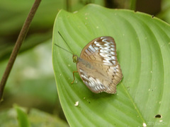 Tanaecia palguna