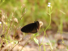 Euploea eyndhovii