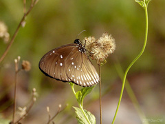 Euploea eyndhovii