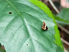 Choreutis xanthogramma