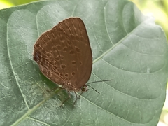 Arhopala major major