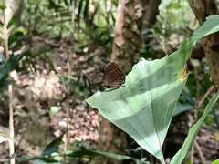 Arhopala major major