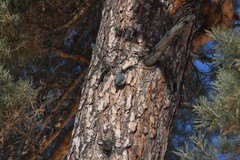 Sitta europaea asiatica
