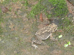 Duttaphrynus melanostictus