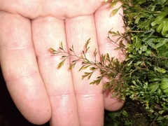 Trichomanes colensoi