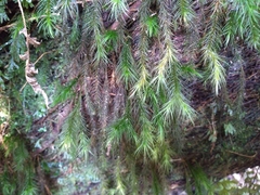 Cryptopodium bartramioides