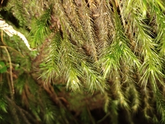 Cryptopodium bartramioides