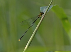 Coeliccia chromothorax