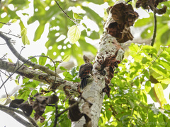 Reinwardtipicus validus