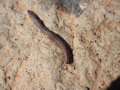 Tynommatidae